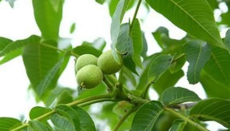 Kha Tử (Chiêu Liêu - Terminalia chebula)